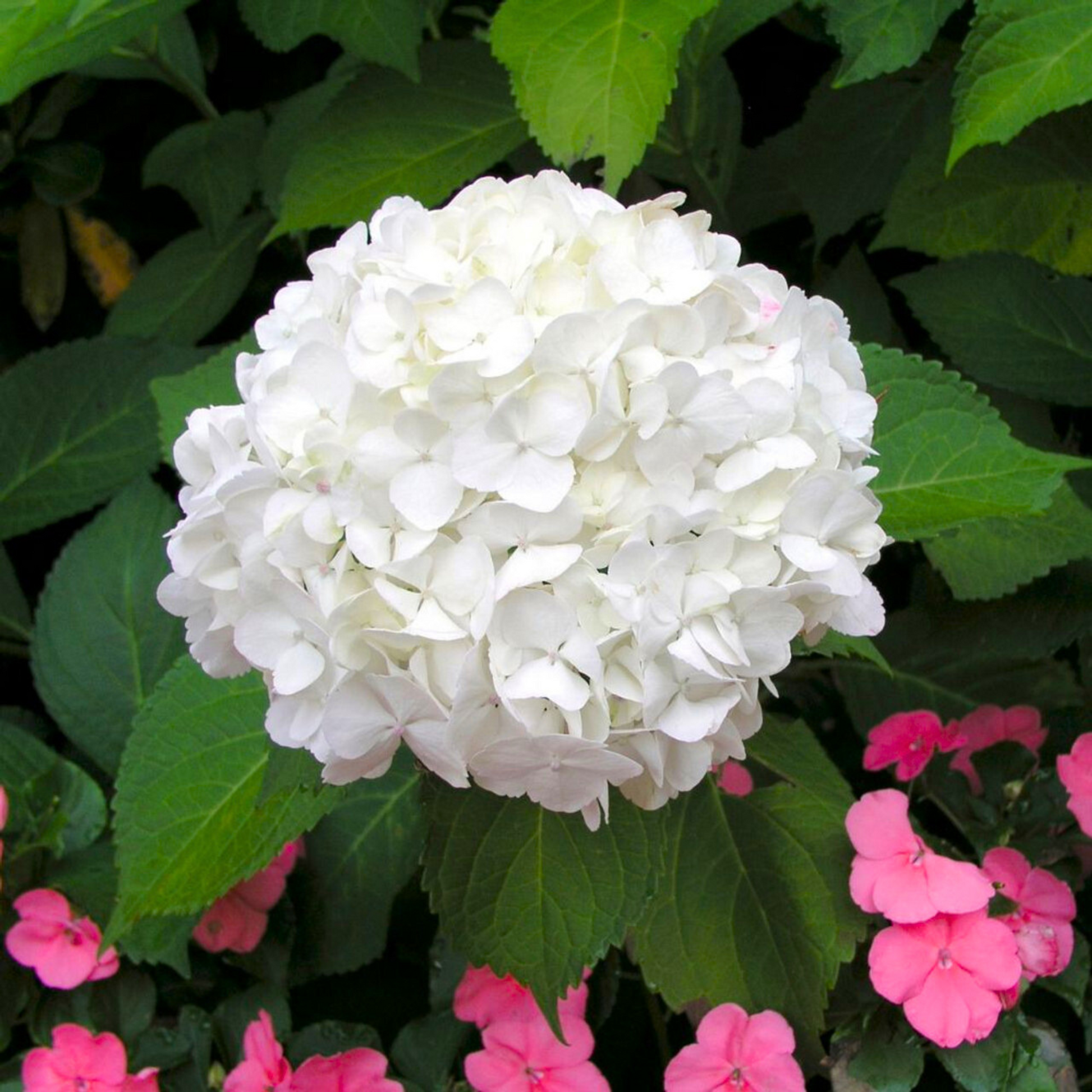 Hydrangea White (Hydrangea macrophylla) Flowering Live Plant