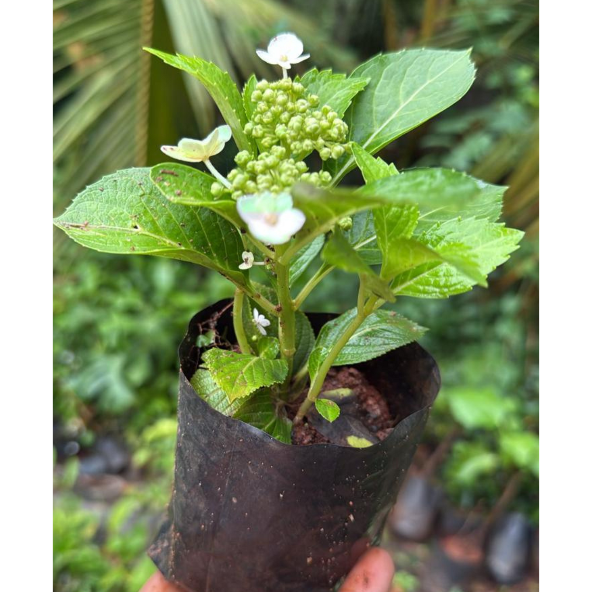 Hydrangea White (Hydrangea macrophylla) Flowering Live Plant