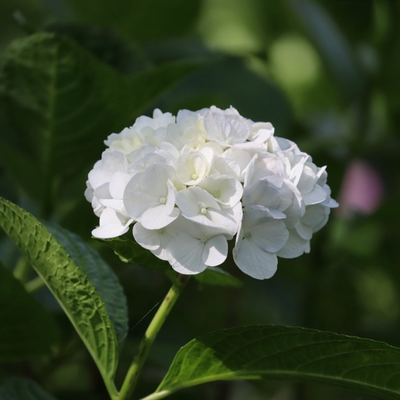 Hydrangea White (Hydrangea macrophylla) Flowering Live Plant