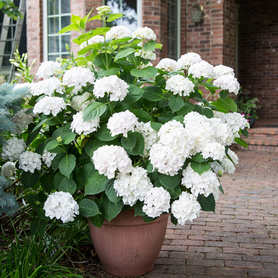 Hydrangea White (Hydrangea macrophylla) Flowering Live Plant