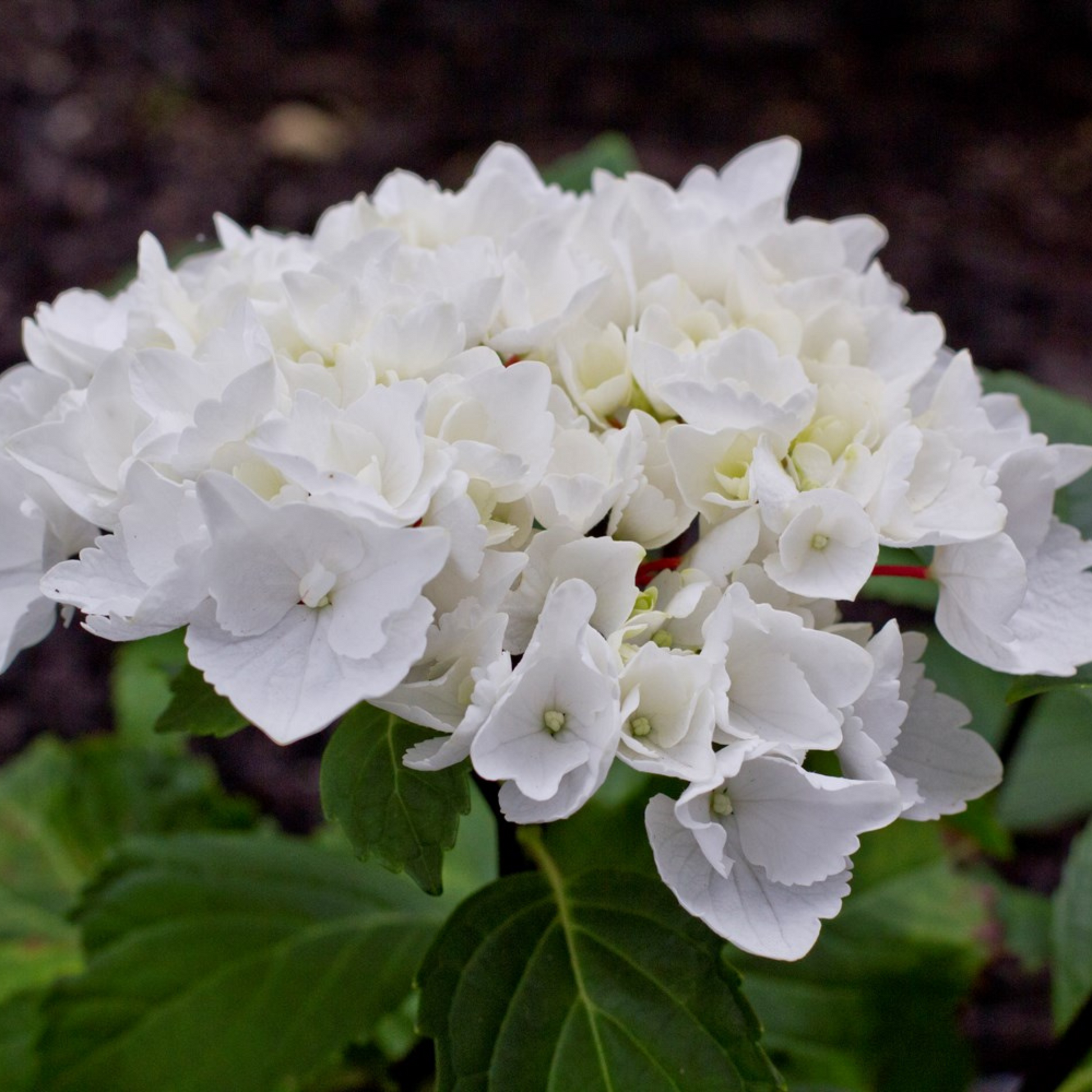 Hydrangea White (Hydrangea macrophylla) Flowering Live Plant