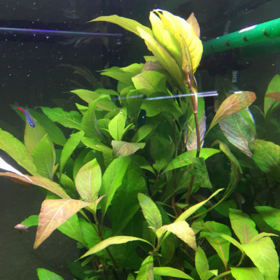 Hygrophila Corymbosa 'Stricta' Aquarium Live Plant