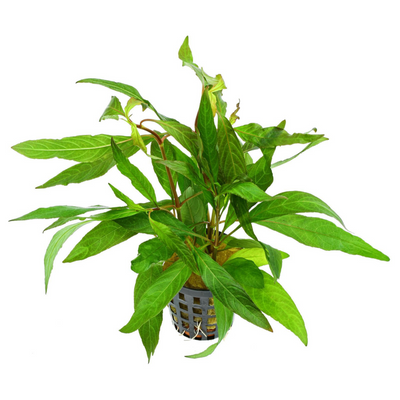 Hygrophila Corymbosa 'Stricta' Aquarium Live Plant