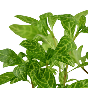 Hygrophila Polysperma Rosanervig Aquarium Live Plant