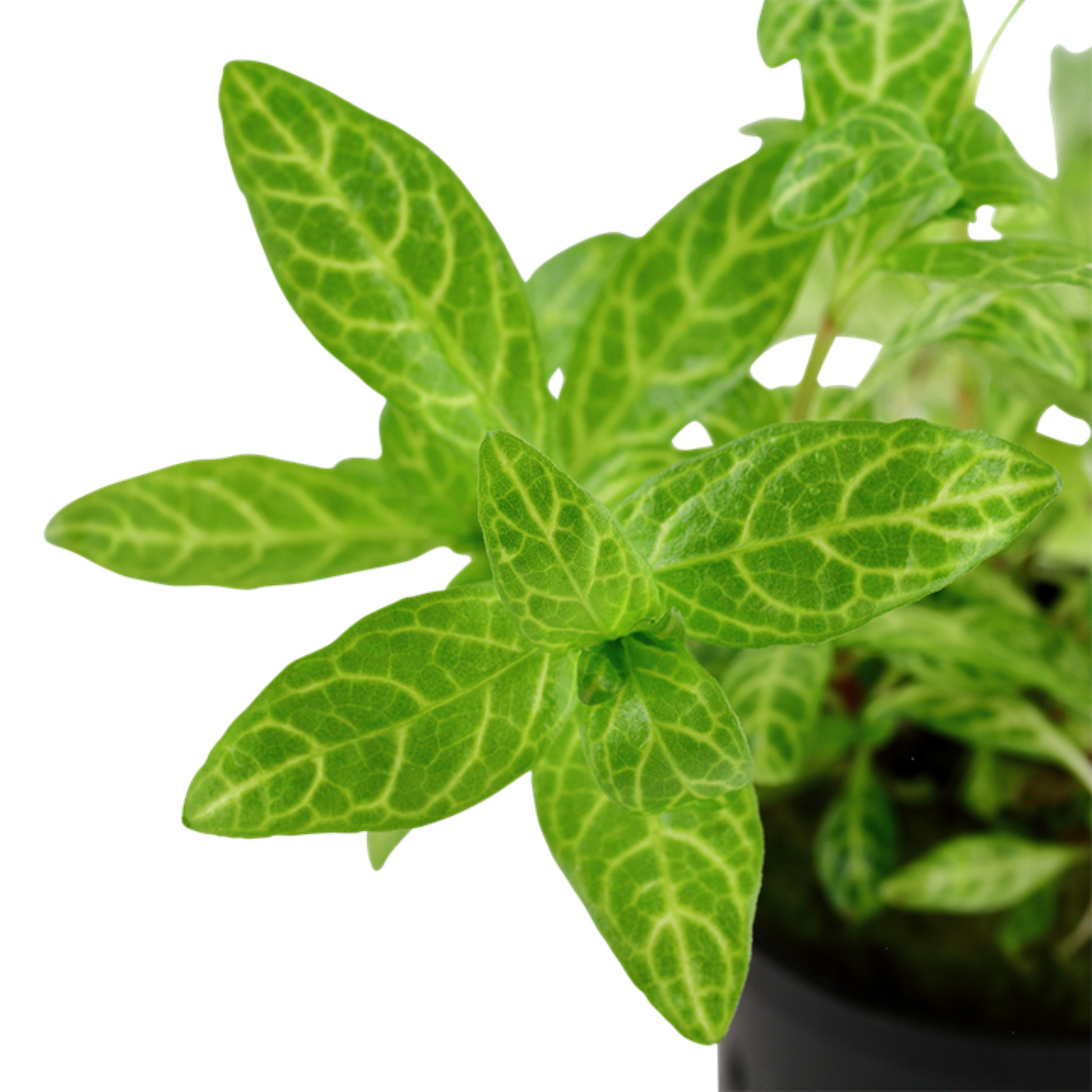 Hygrophila Polysperma Rosanervig Aquarium Live Plant