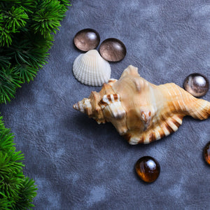 Studio Vaidik Ganesh Shankh