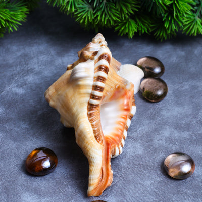 Studio Vaidik Ganesh Shankh