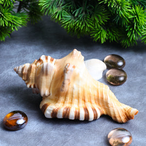 Studio Vaidik Ganesh Shankh