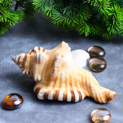 Studio Vaidik Ganesh Shankh