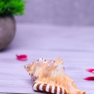 Studio Vaidik Ganesh Shankh