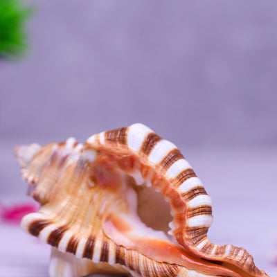 Studio Vaidik Ganesh Shankh