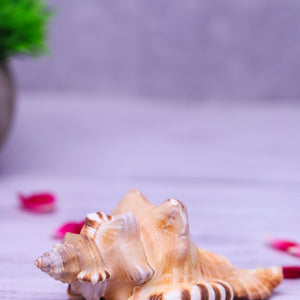 Studio Vaidik Ganesh Shankh