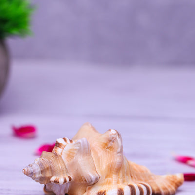 Studio Vaidik Ganesh Shankh