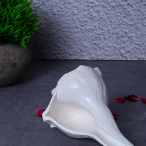 Studio Vaidik Dakshinavarti Shankh