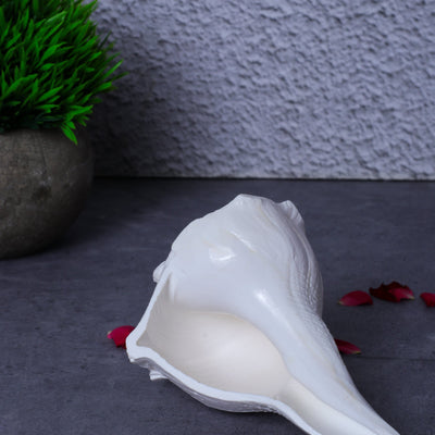 Studio Vaidik Dakshinavarti Shankh