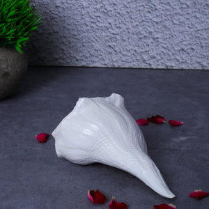 Studio Vaidik Dakshinavarti Shankh