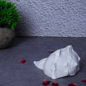 Studio Vaidik Dakshinavarti Shankh