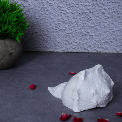 Studio Vaidik Dakshinavarti Shankh