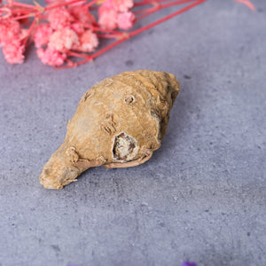 Studio Vaidik Kali Haldi / Turmeric for Puja Samagri