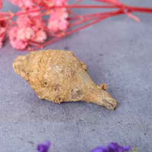 Studio Vaidik Kali Haldi / Turmeric for Puja Samagri