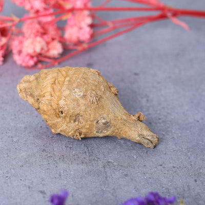 Studio Vaidik Kali Haldi / Turmeric for Puja Samagri