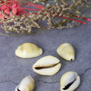Peetambar Cowrie Shells (set of 5)