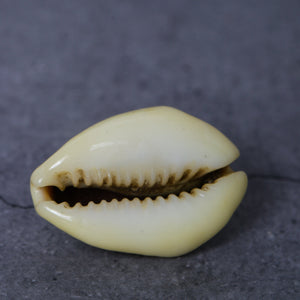 Peetambar Cowrie Shells (set of 5)