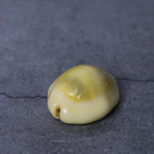 Peetambar Cowrie Shells (set of 5)