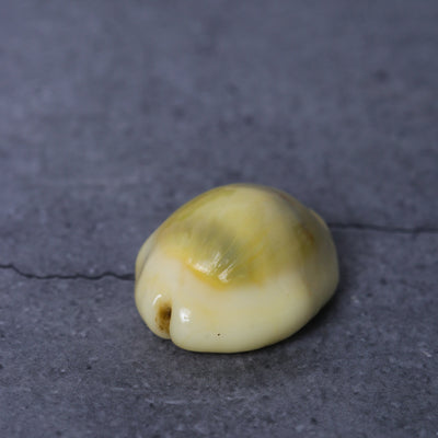 Peetambar Cowrie Shells (set of 5)