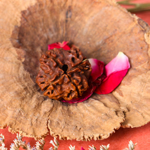 Studio Vaidik 4 mukhi Natural Rudraksha