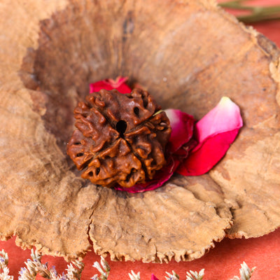 Studio Vaidik 4 mukhi Natural Rudraksha