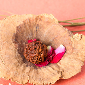 Studio Vaidik 4 mukhi Natural Rudraksha