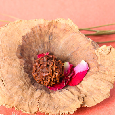 Studio Vaidik 4 mukhi Natural Rudraksha