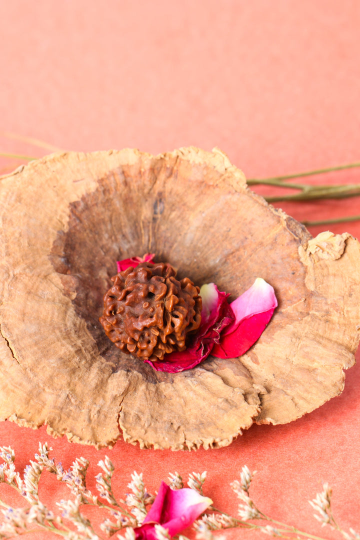 Studio Vaidik 4 mukhi Natural Rudraksha