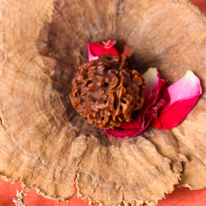 Studio Vaidik 4 mukhi Natural Rudraksha