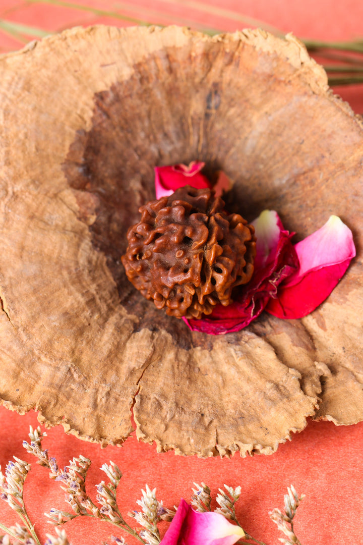 Studio Vaidik 4 mukhi Natural Rudraksha