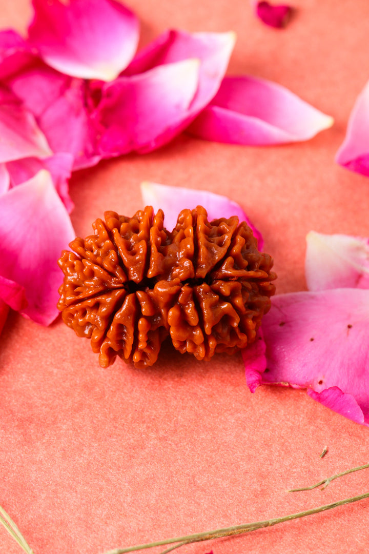 Studio Vaidik Gauri Shankar Natural Rudraksha