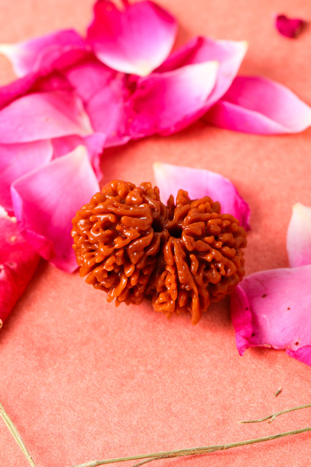 Studio Vaidik Gauri Shankar Natural Rudraksha