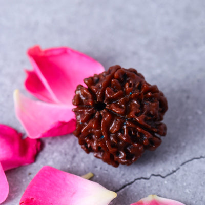 Studio Vaidik 7 mukhi Natural Rudraksha