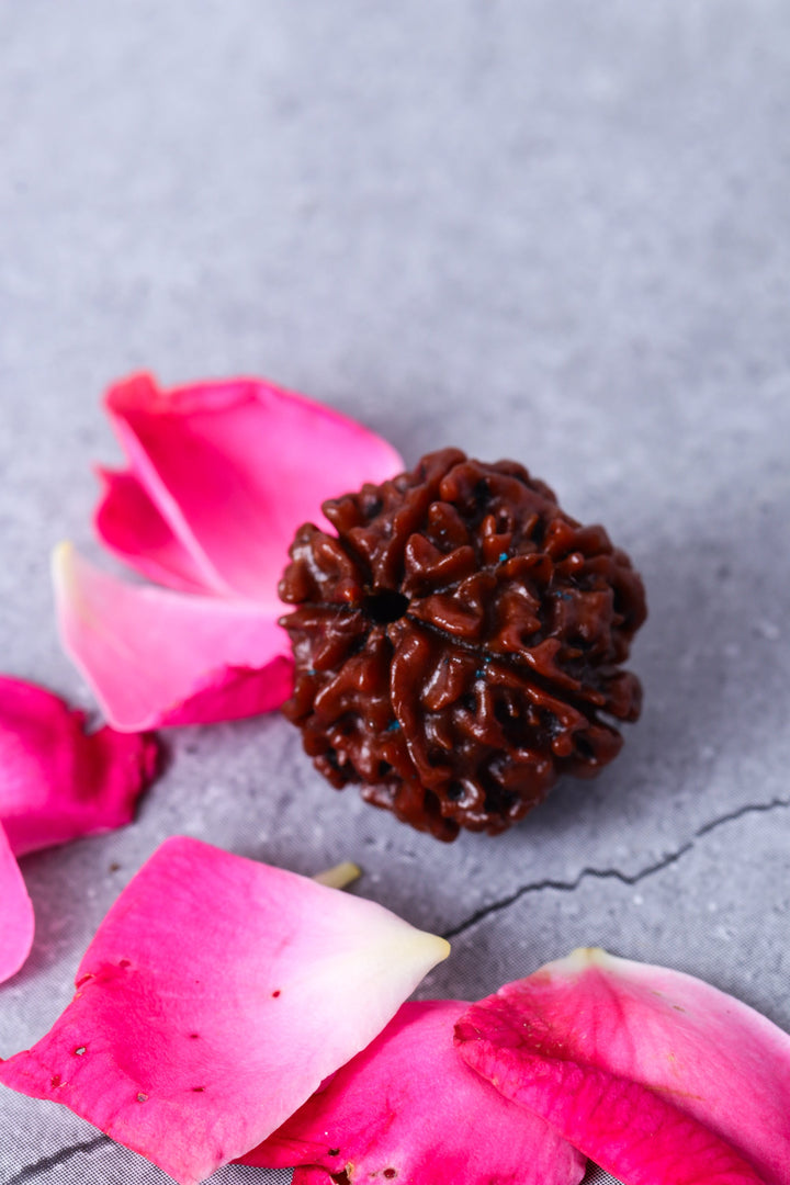 Studio Vaidik 7 mukhi Natural Rudraksha