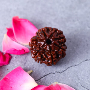 Studio Vaidik 7 mukhi Natural Rudraksha