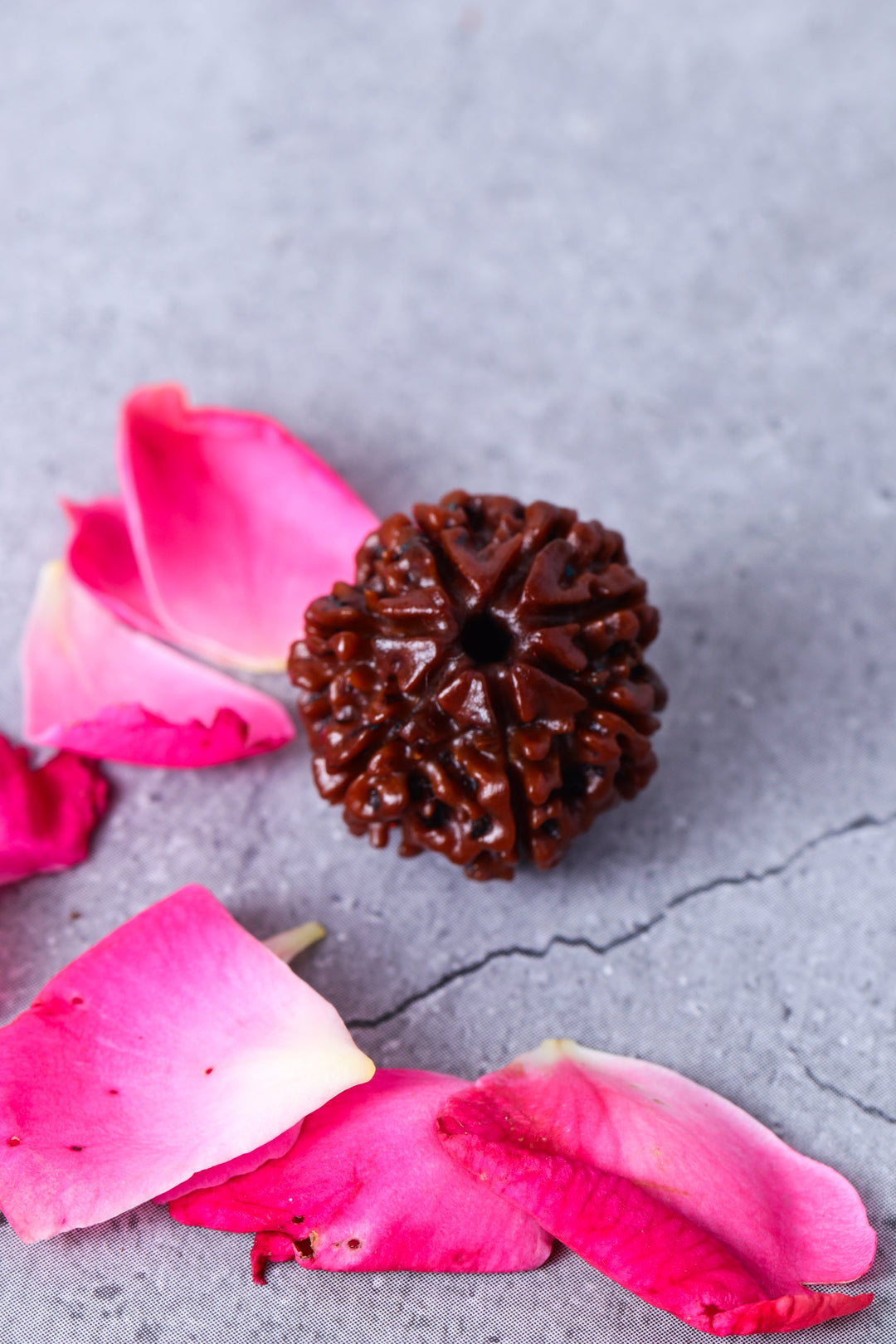 Studio Vaidik 7 mukhi Natural Rudraksha