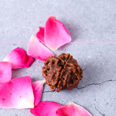 Studio Vaidik 4 mukhi Natural Rudraksha