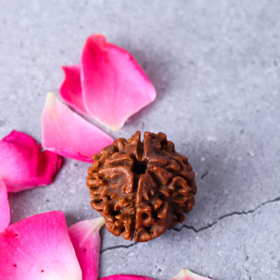Studio Vaidik 4 mukhi Natural Rudraksha