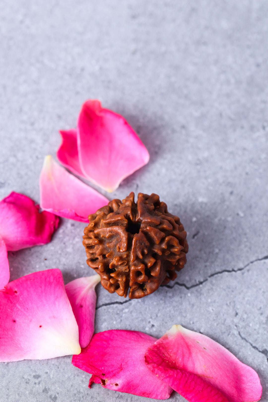 Studio Vaidik 4 mukhi Natural Rudraksha