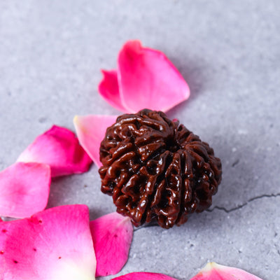 Studio Vaidik 10 mukhi Natural Rudraksha