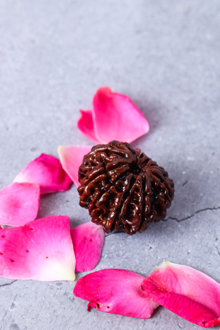 Studio Vaidik 10 mukhi Natural Rudraksha