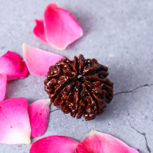 Studio Vaidik 10 mukhi Natural Rudraksha