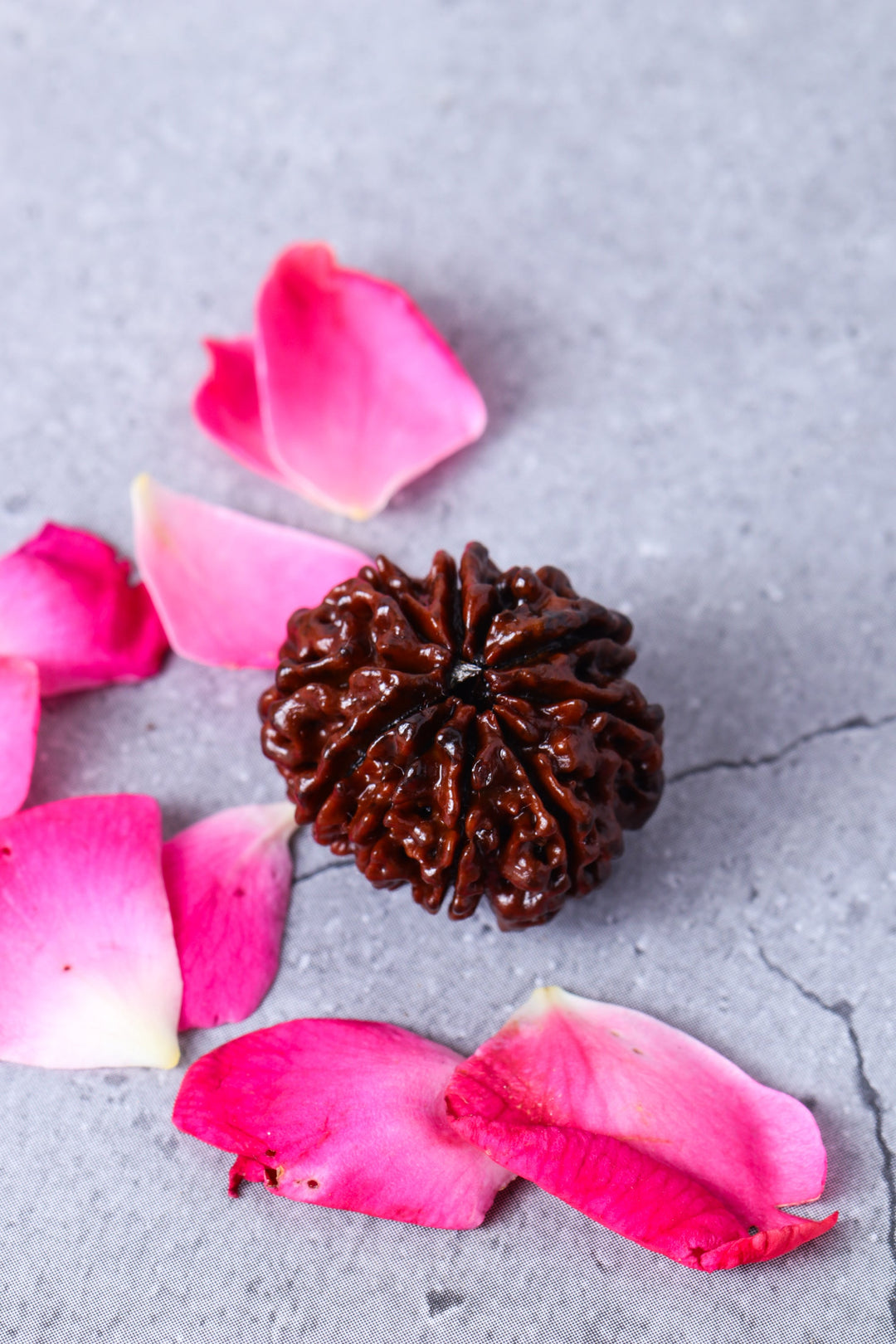 Studio Vaidik 10 mukhi Natural Rudraksha