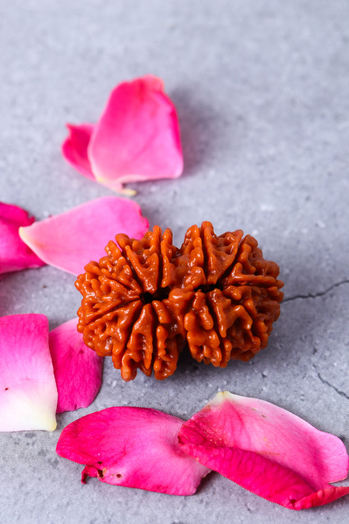 Studio Vaidik Gauri Shankar Natural Rudraksha